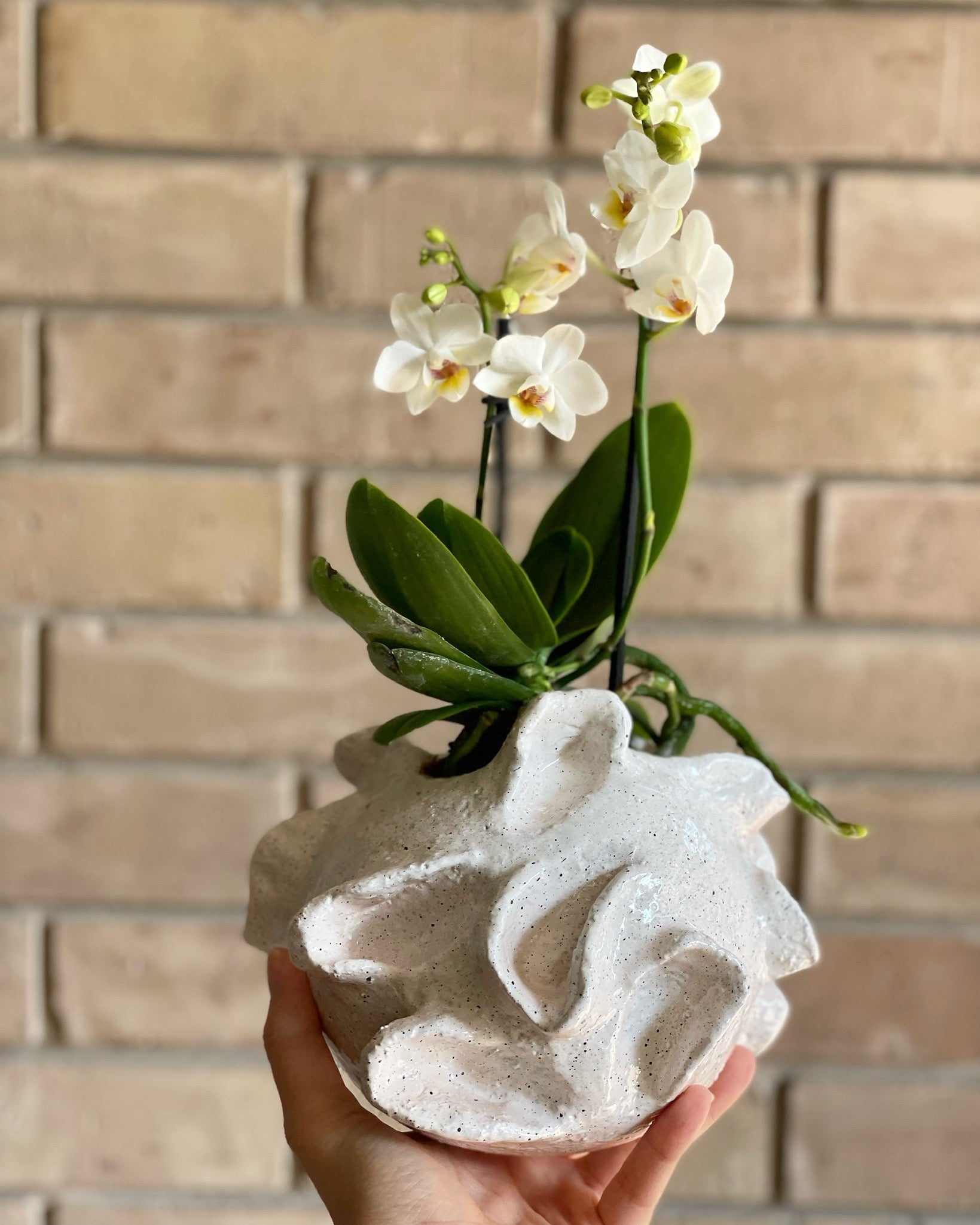 Alicia Base in White by Agave