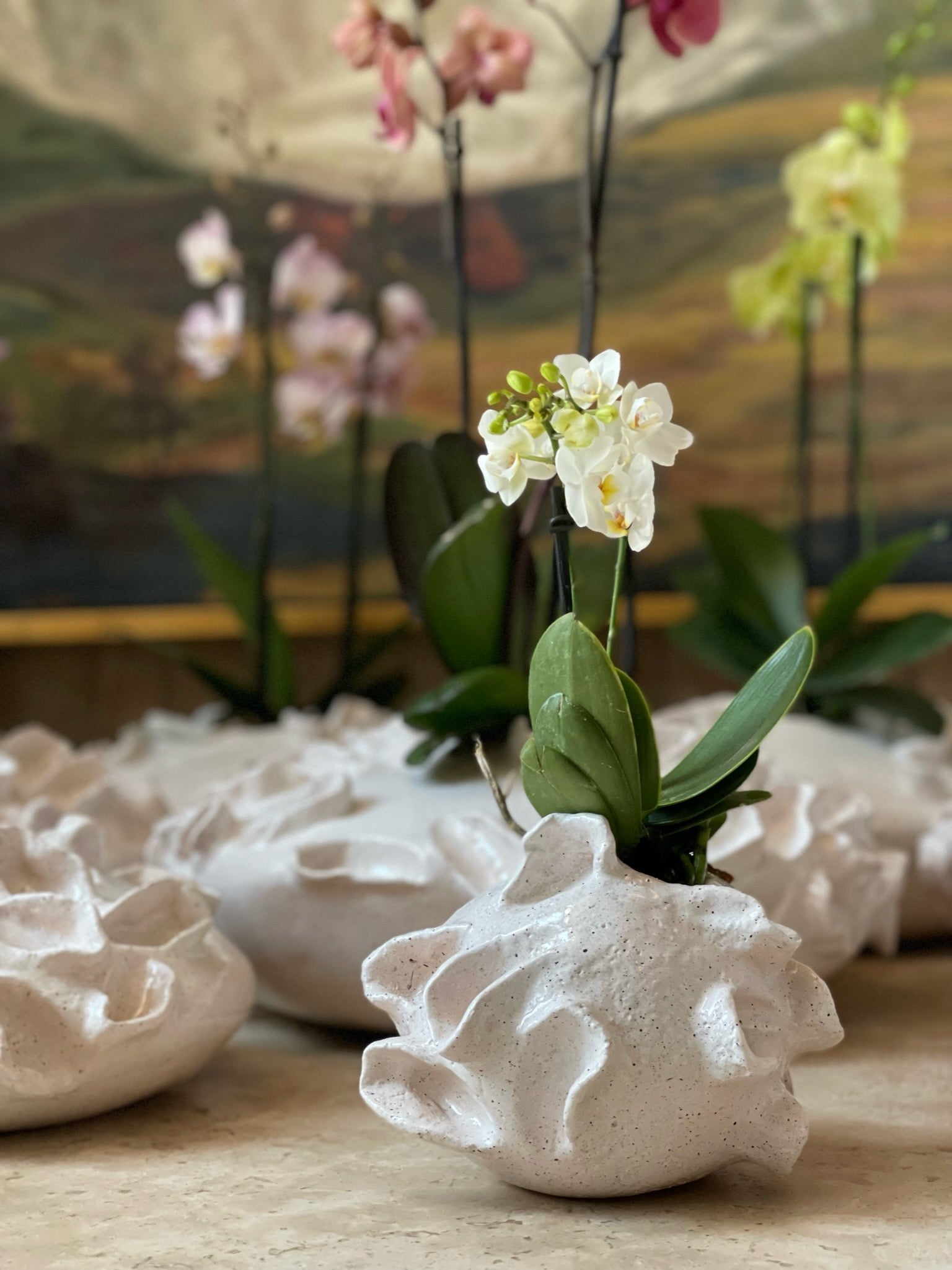 Alicia Base in White by Agave