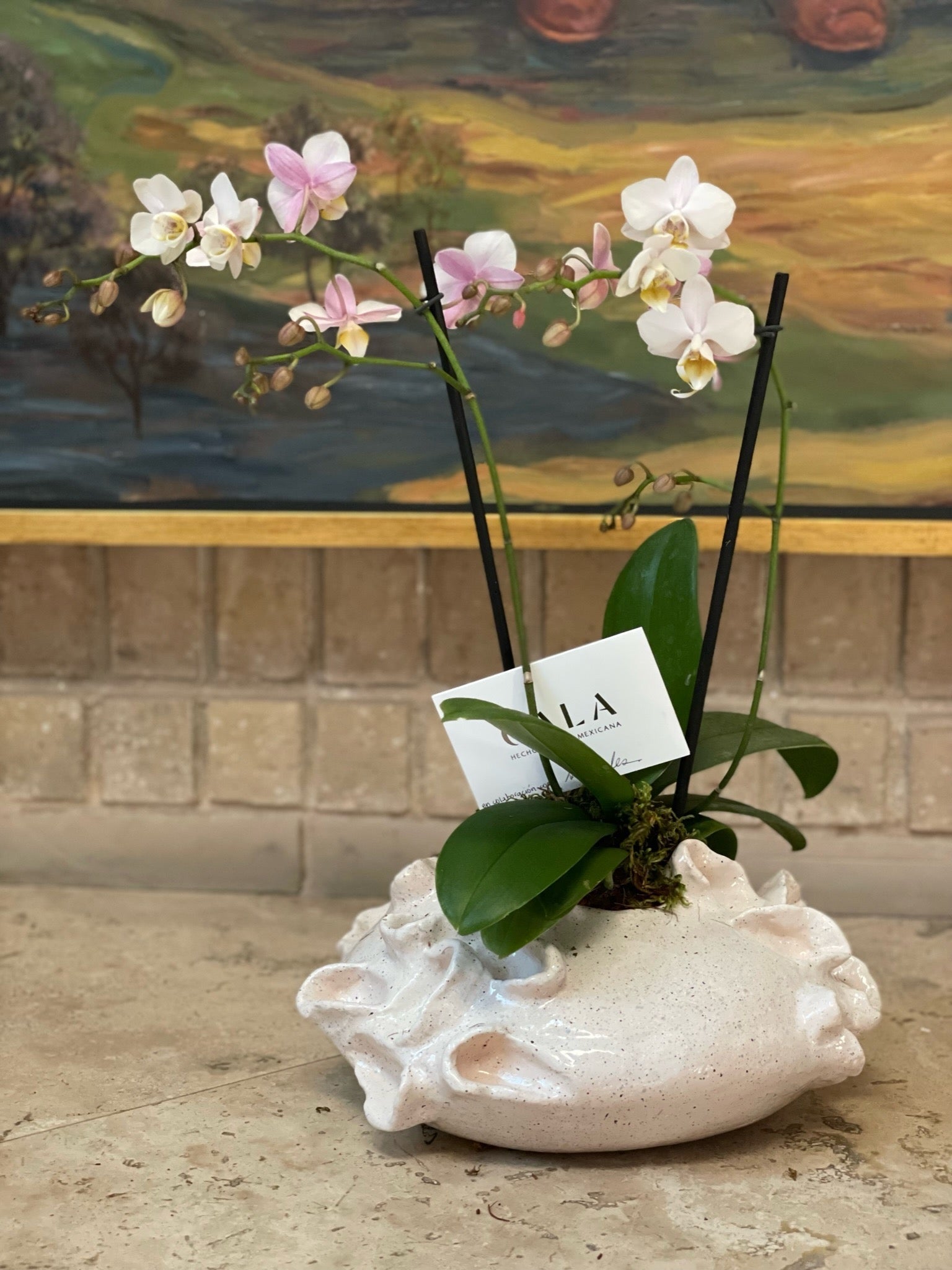 Alicia Base in White by Agave