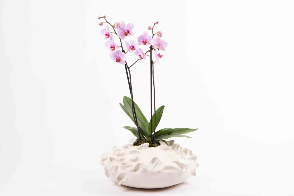 Alicia Base in White by Agave