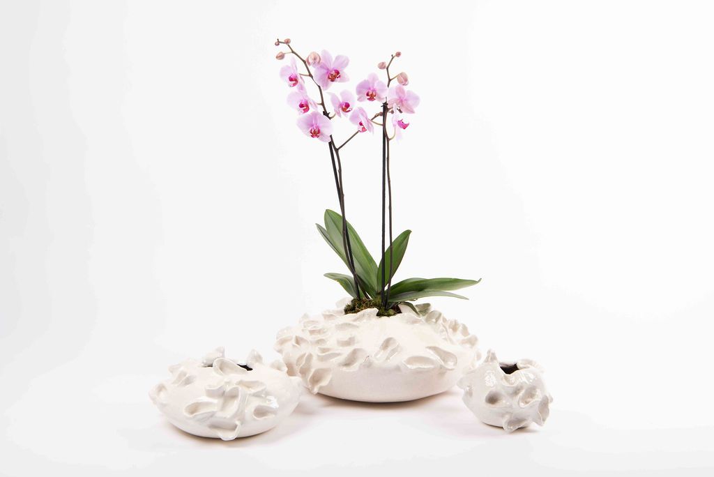 Alicia Base in White by Agave