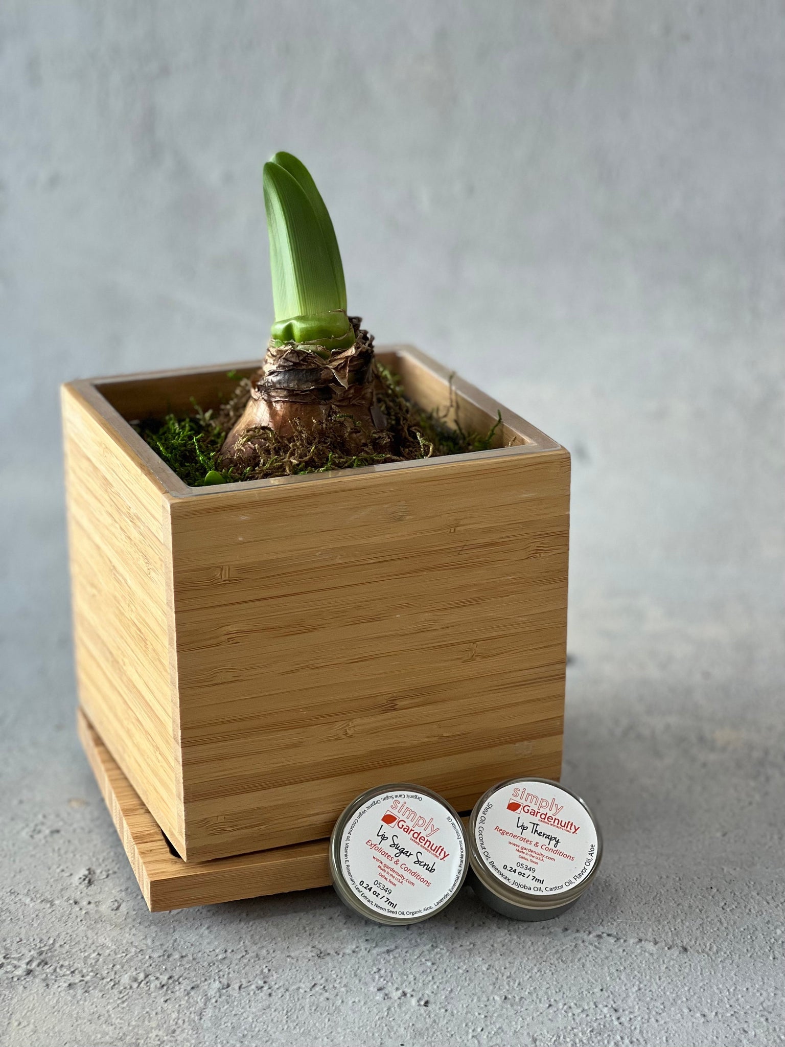 Alfresco Amaryllis in Bamboo Planter Lip Scrub Gift Set by Gardenuity