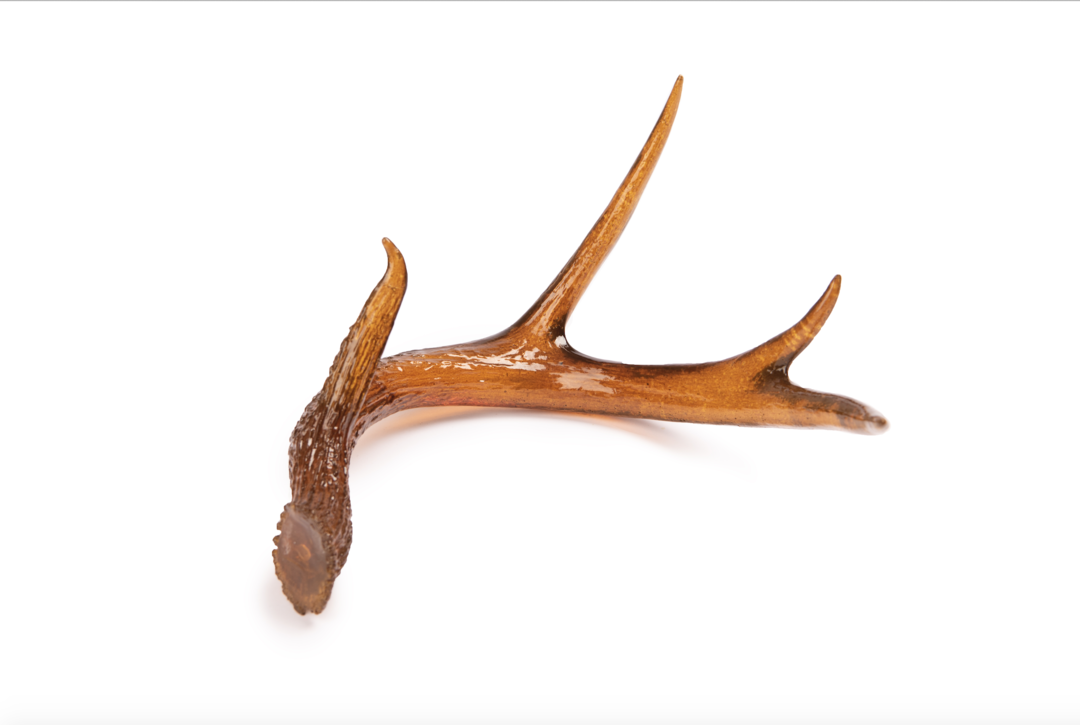 Deer Antler in Yellow by Agave