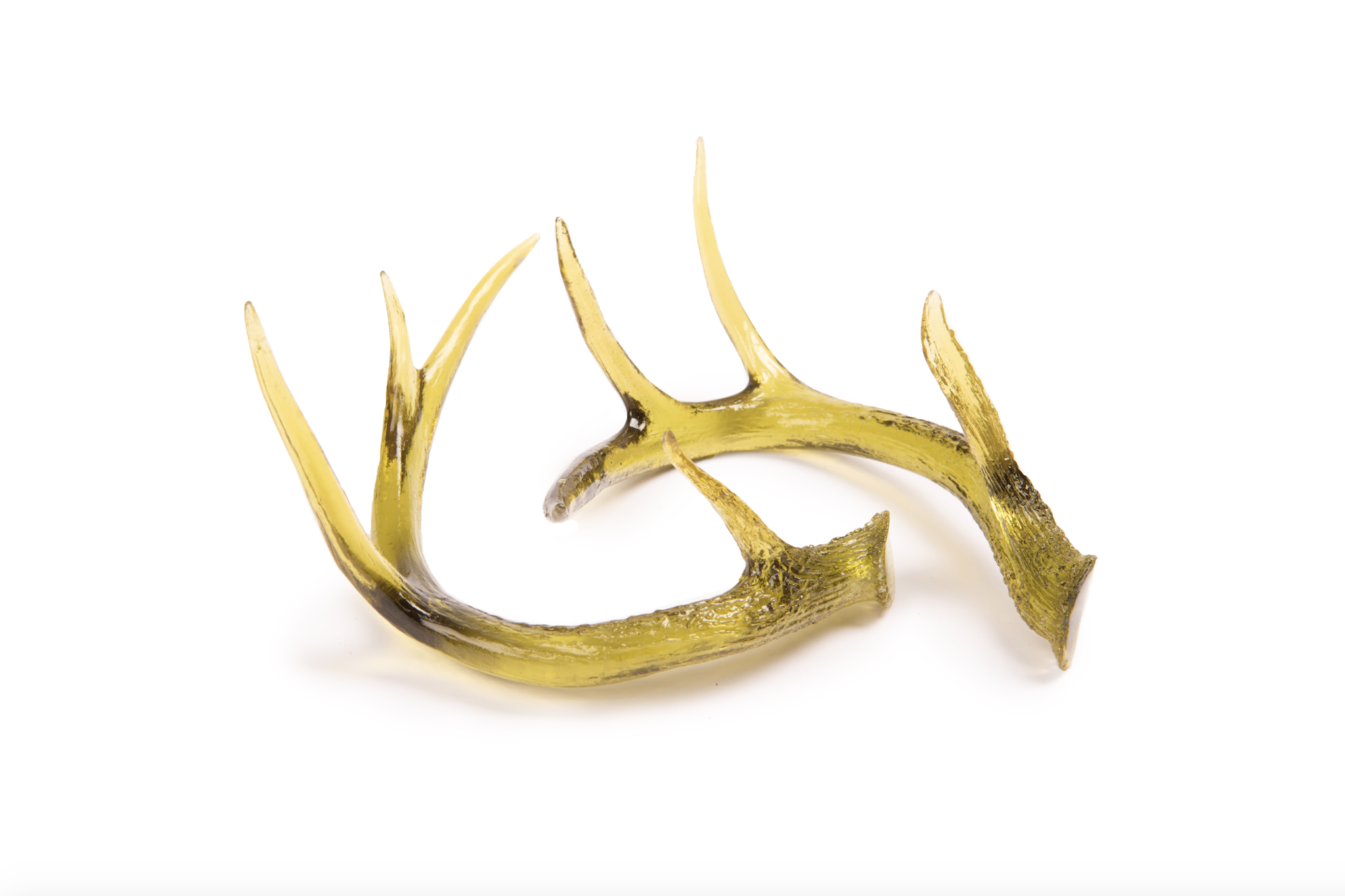 Agave Deer Antler - Thumbnail 2