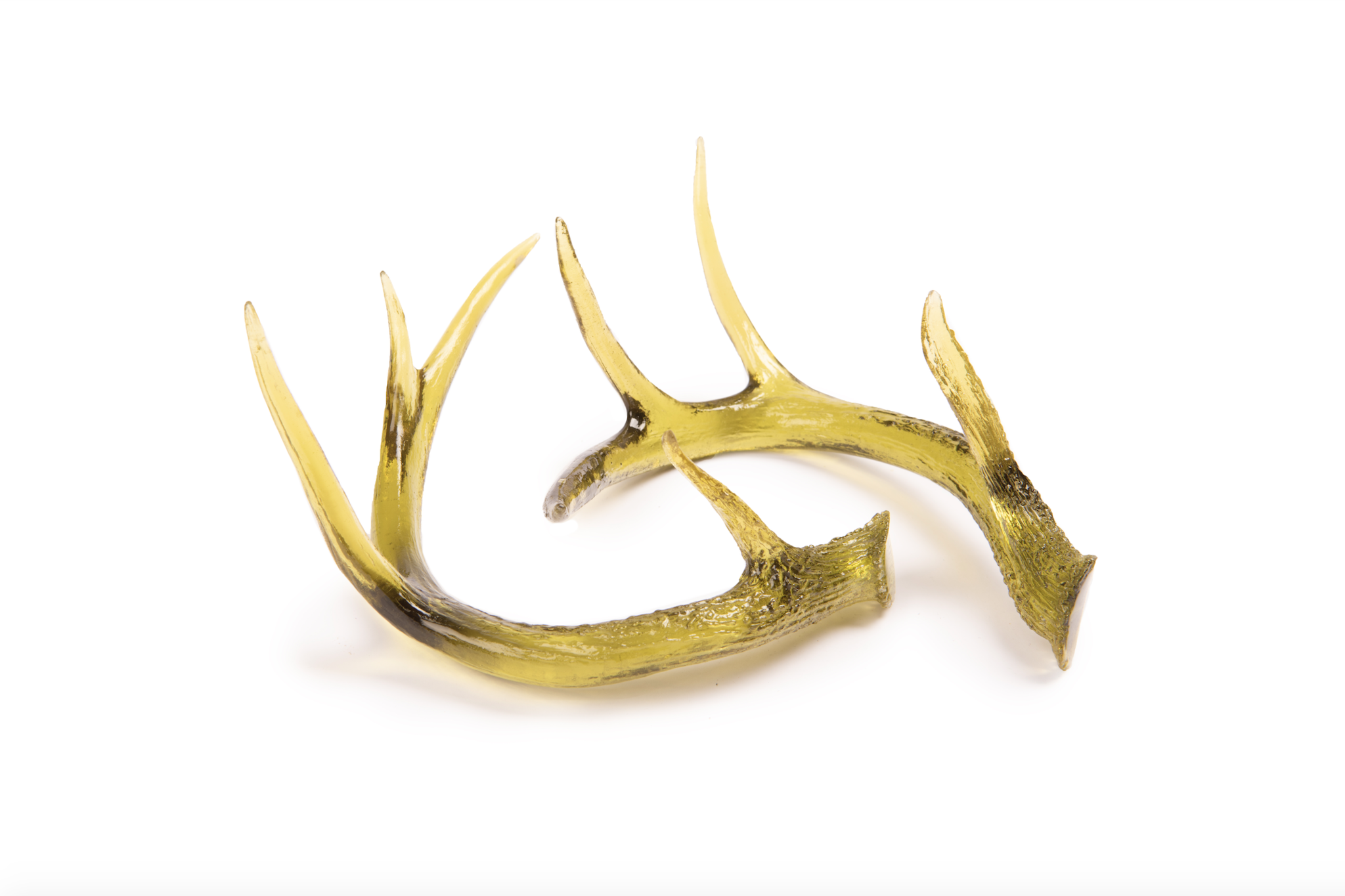 Deer Antler in Yellow by Agave